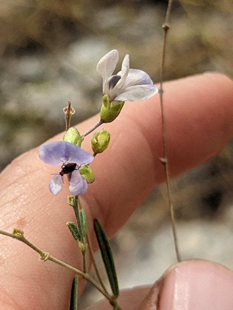 Narrowleaf Indian Breadroot photo 3