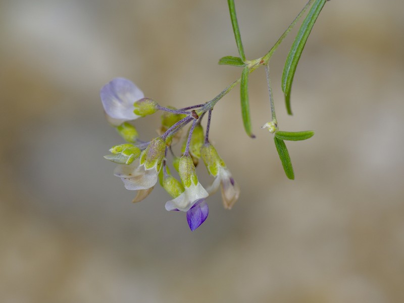 Narrowleaf Indian Breadroot photo 4