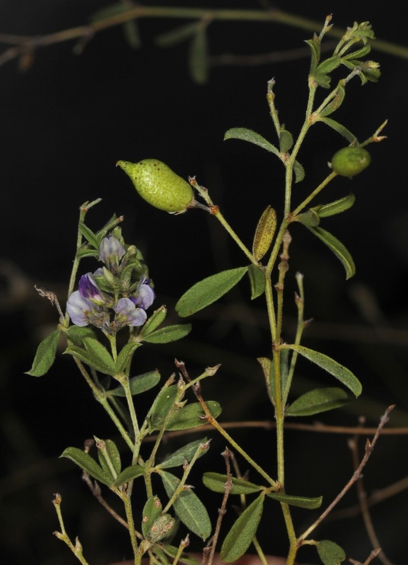 Narrowleaf Indian Breadroot photo 5