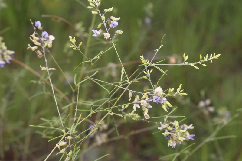 Narrowleaf Indian Breadroot photo 6