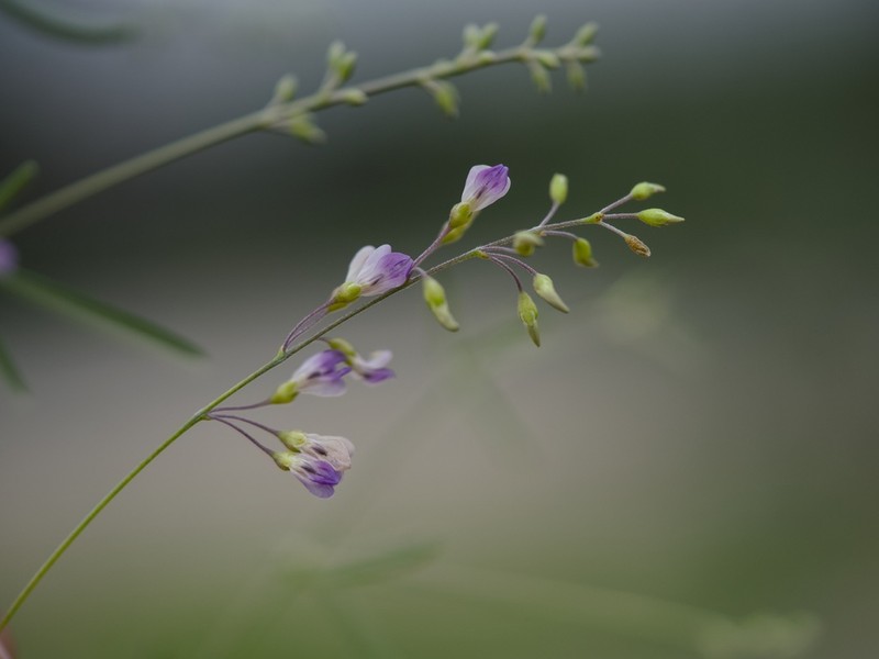 Narrowleaf Indian Breadroot photo 7