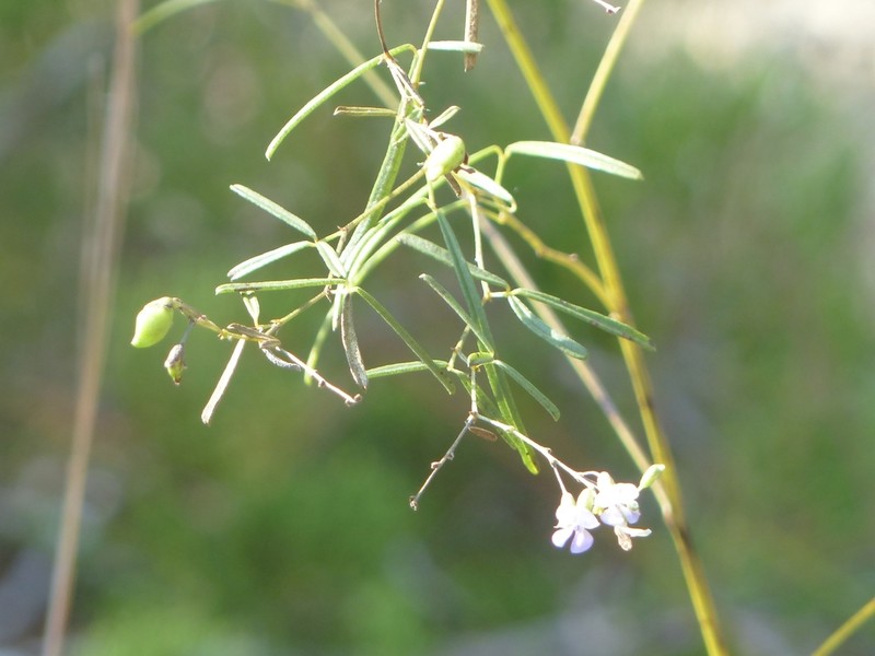 Narrowleaf Indian Breadroot photo 8