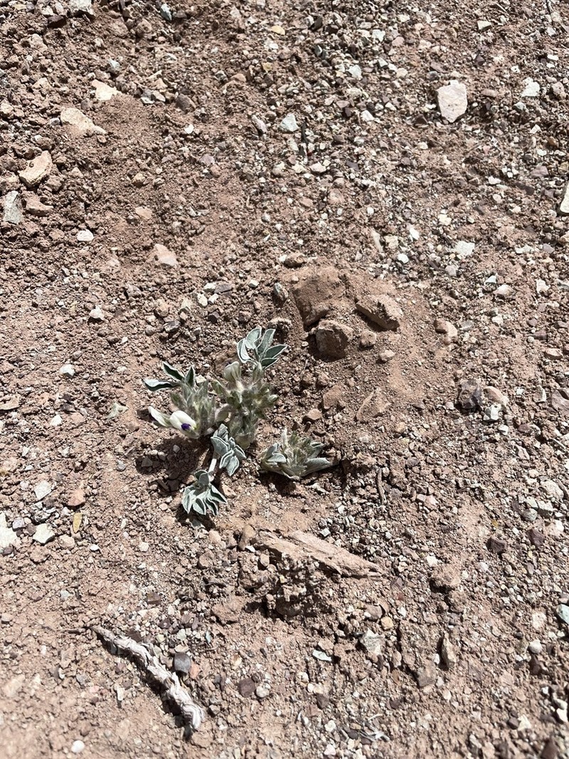 Intermountain Indian Breadroot