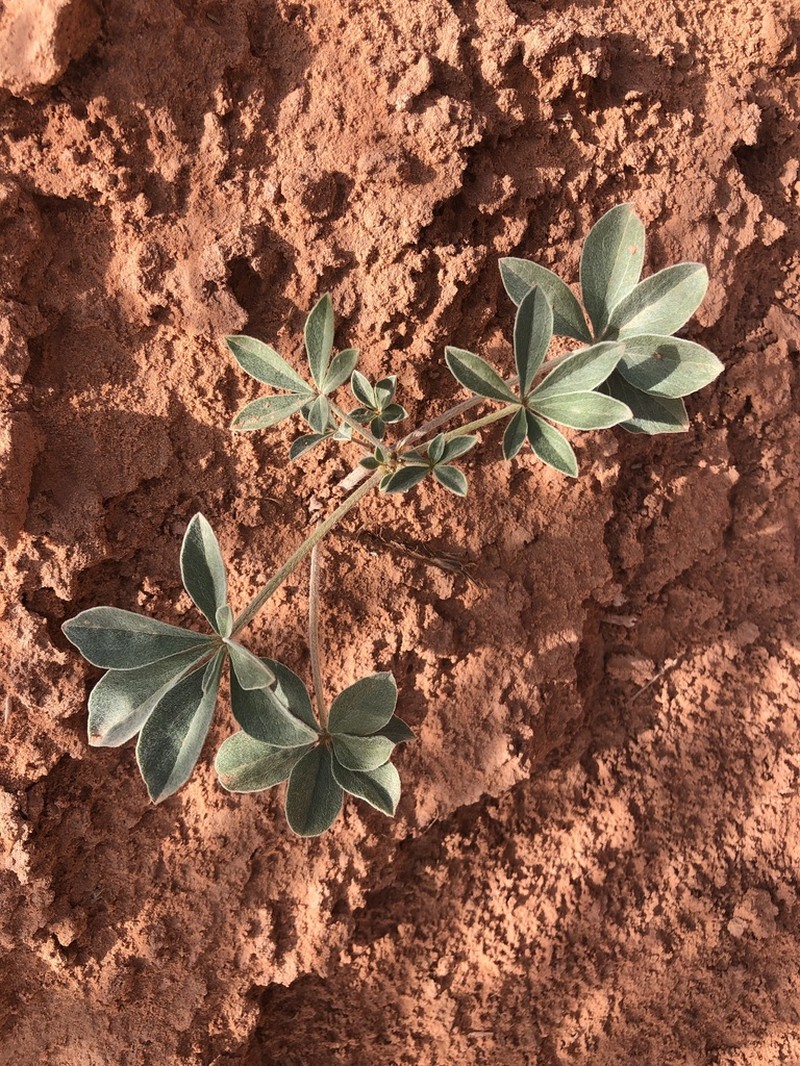 Intermountain Indian Breadroot photo 2