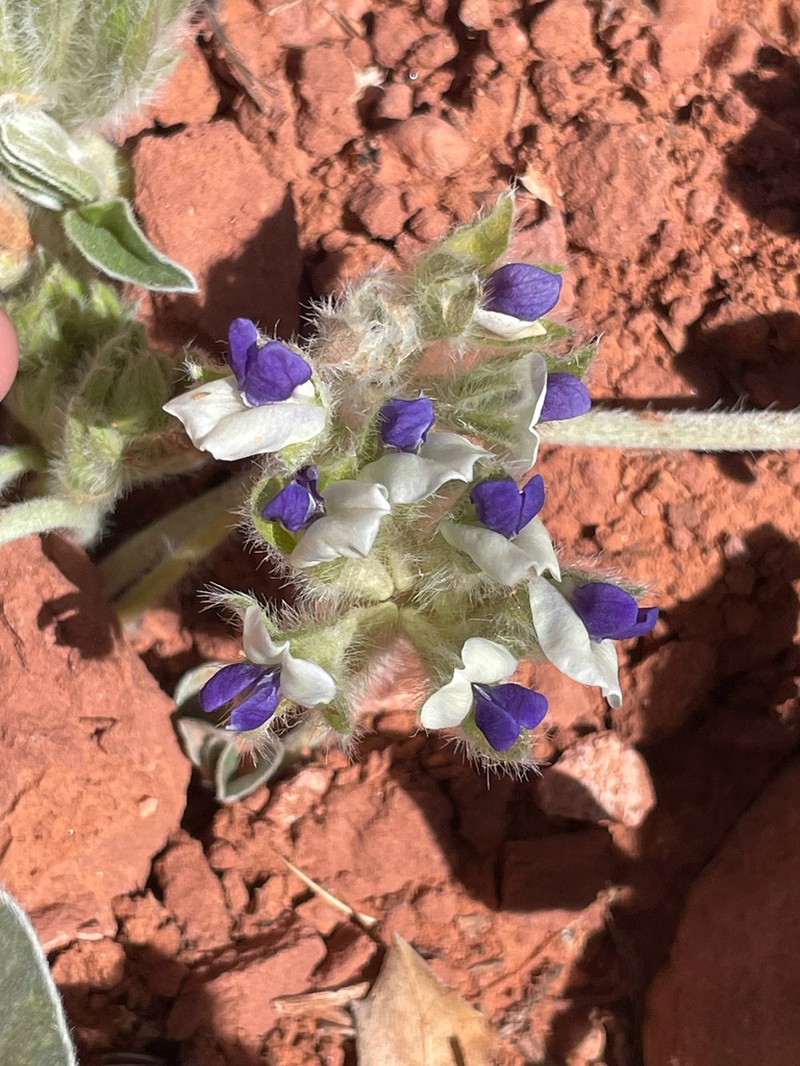 Intermountain Indian Breadroot photo 3