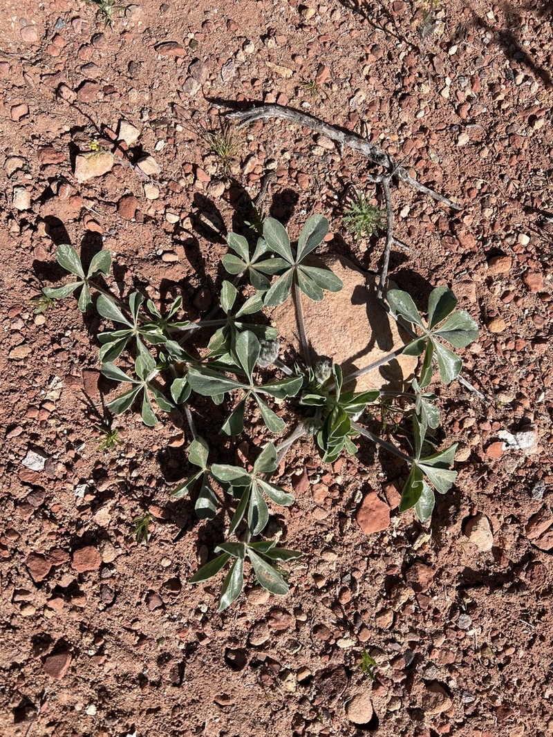 Intermountain Indian Breadroot photo 4