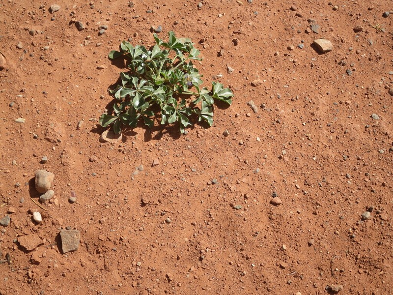Intermountain Indian Breadroot photo 6