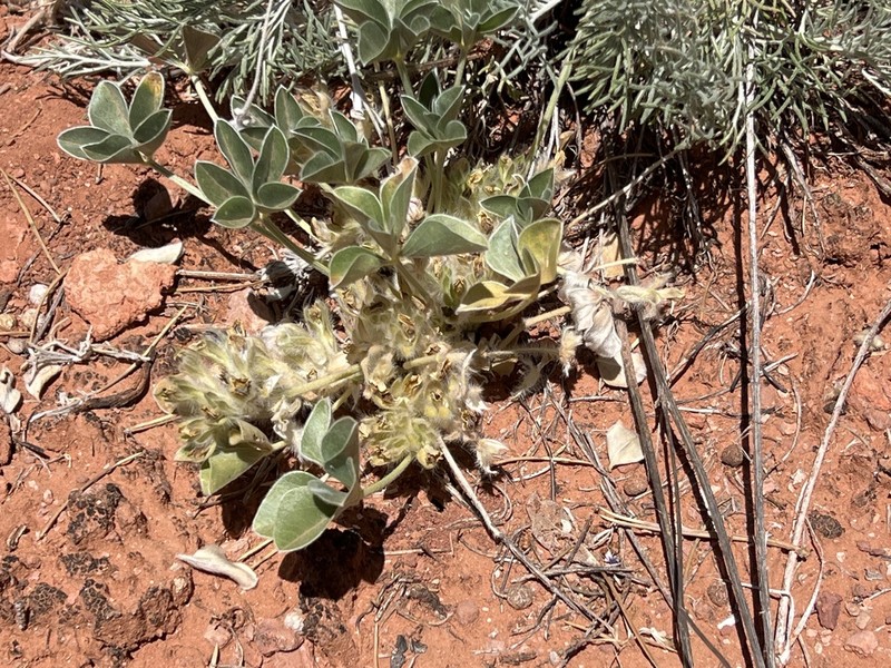 Intermountain Indian Breadroot photo 7
