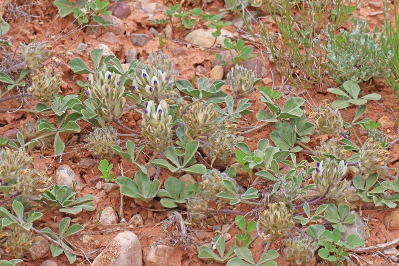 Intermountain Indian Breadroot photo 8