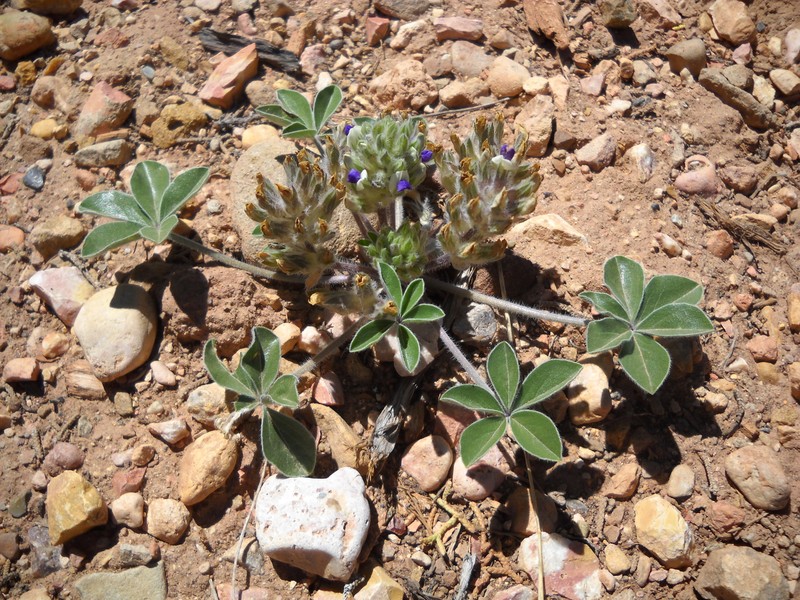 Pediomelum megalanthum var. epipsilum photo 2