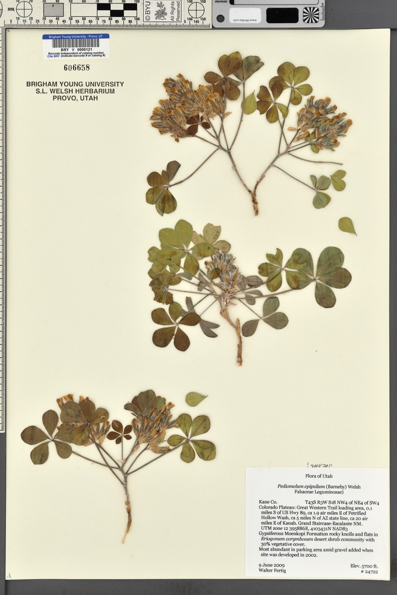Pediomelum megalanthum var. epipsilum photo 3