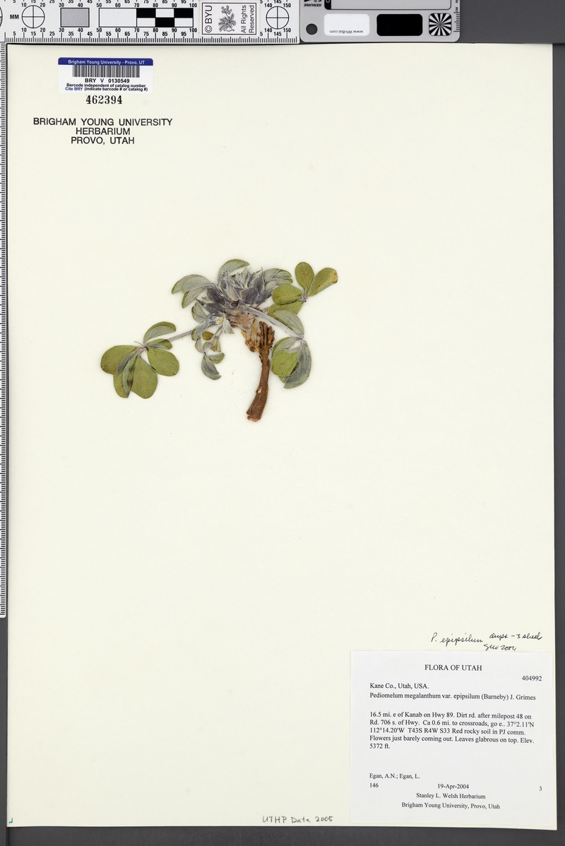 Pediomelum megalanthum var. epipsilum photo 4