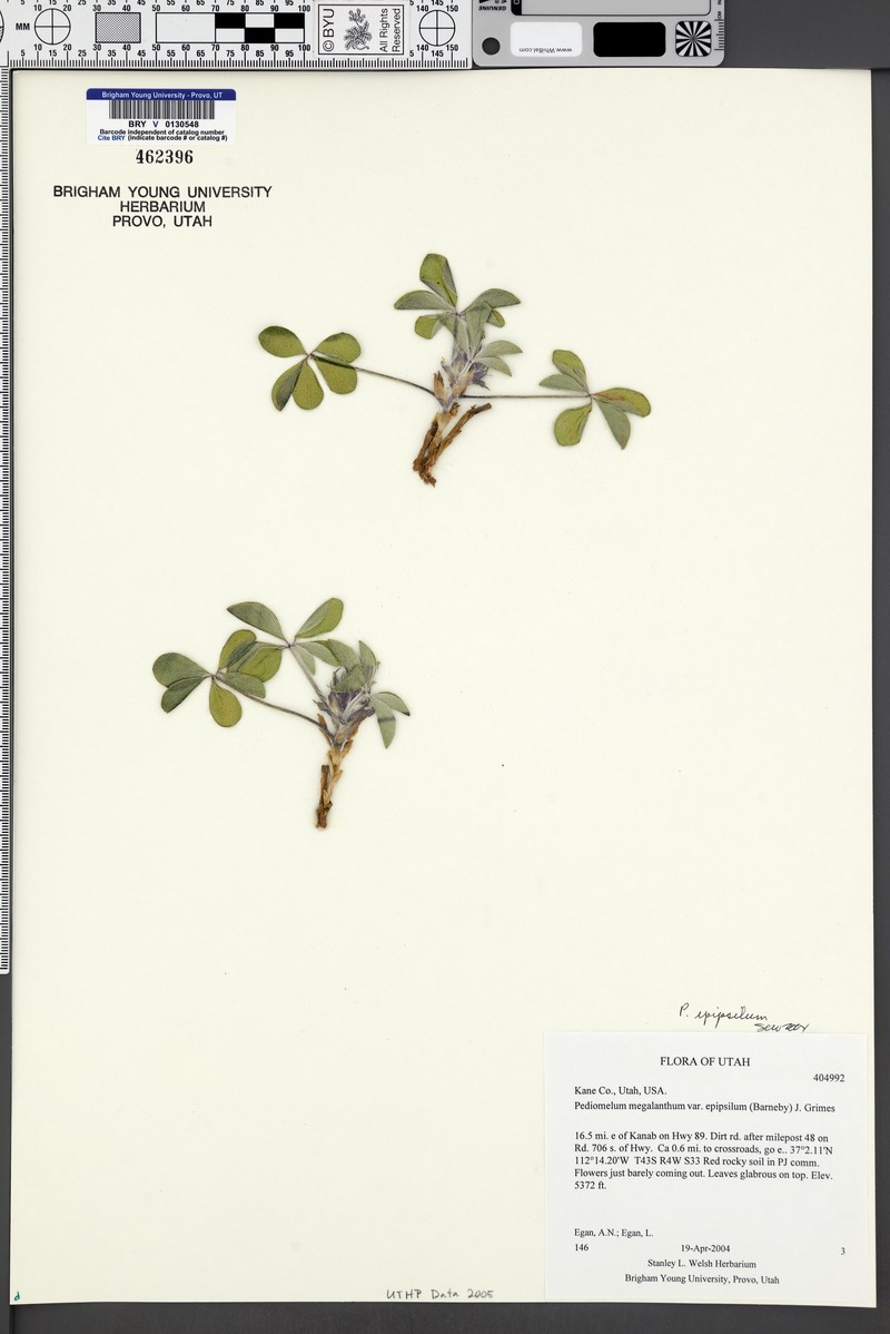 Pediomelum megalanthum var. epipsilum photo 5