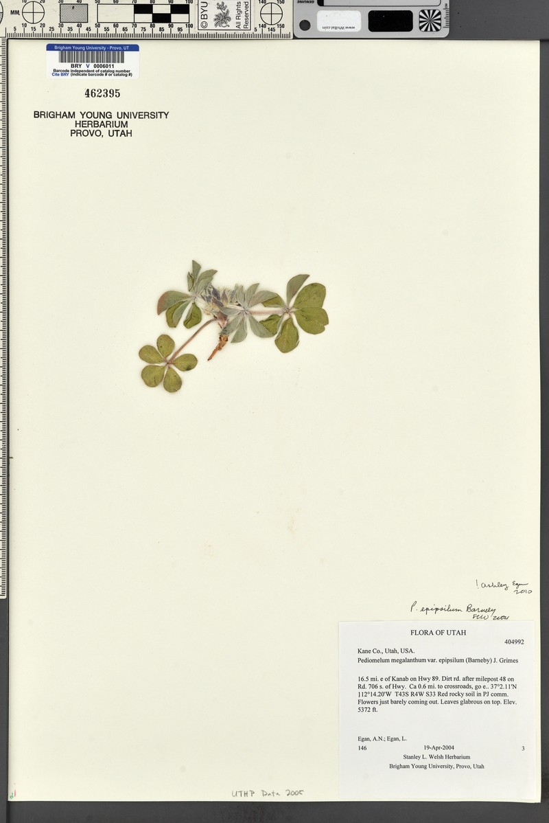 Pediomelum megalanthum var. epipsilum photo 6