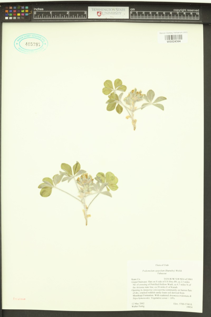 Pediomelum megalanthum var. epipsilum photo 7