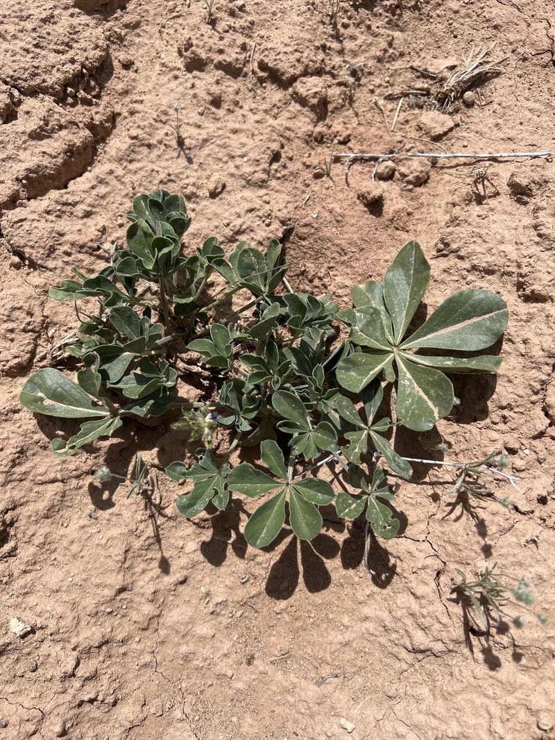 Pediomelum megalanthum var. megalanthum
