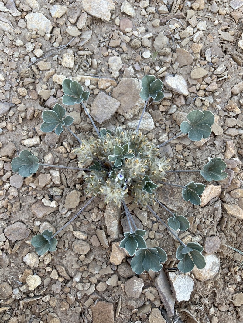 Pediomelum megalanthum var. megalanthum photo 2