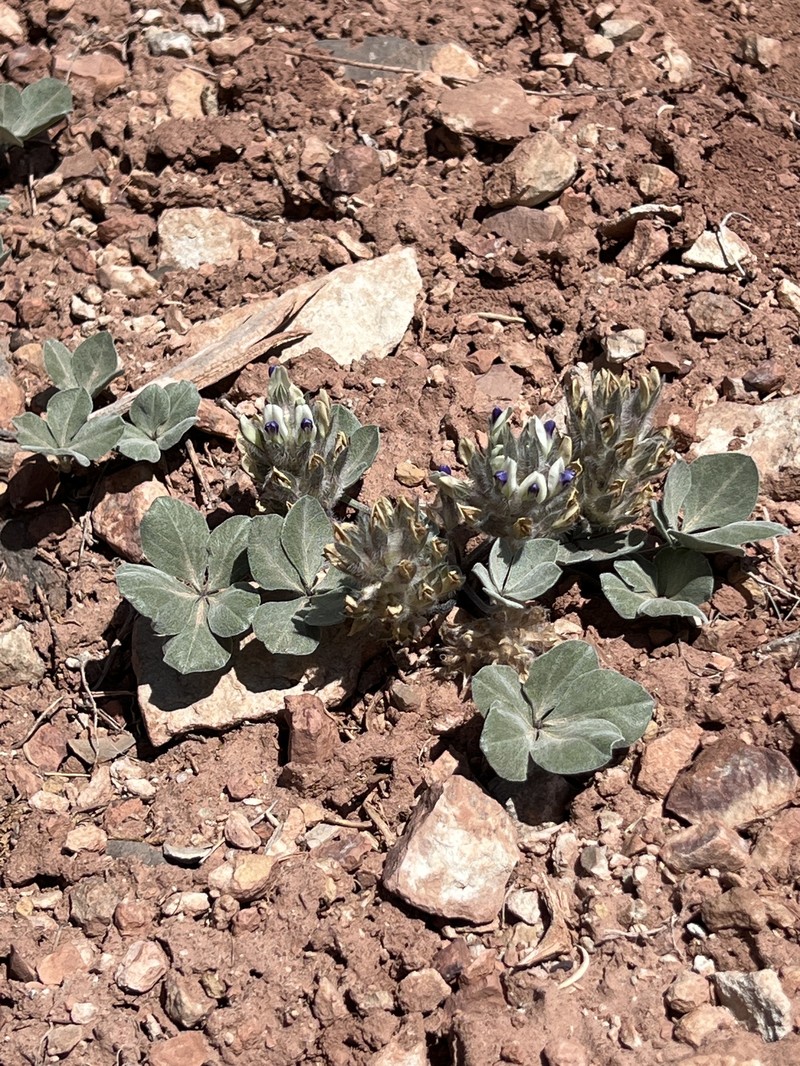 Pediomelum megalanthum var. megalanthum photo 3