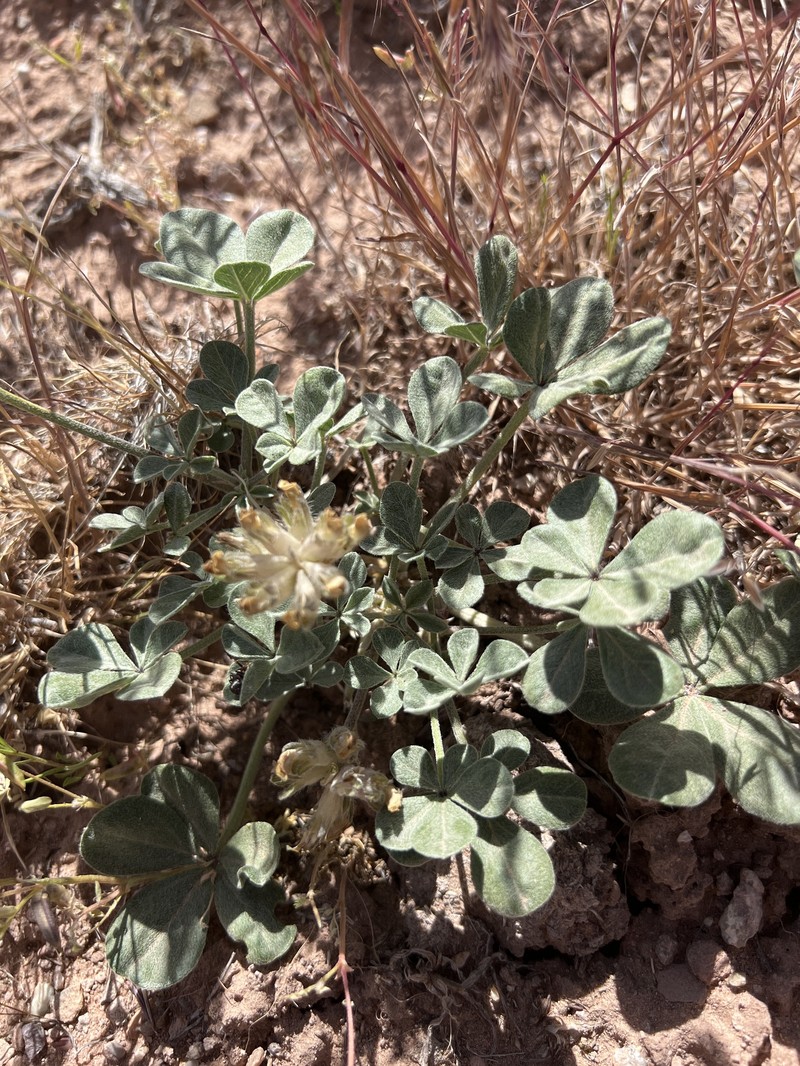 Pediomelum megalanthum var. megalanthum photo 4