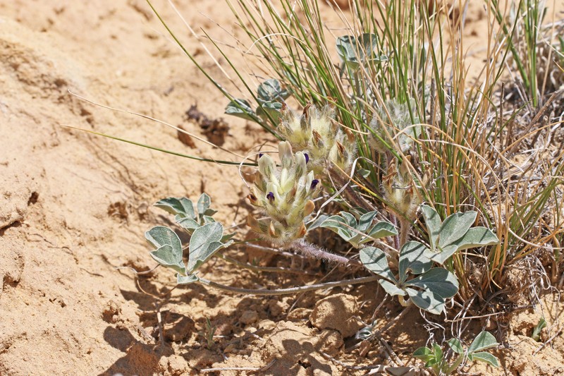 Pediomelum megalanthum var. megalanthum photo 8