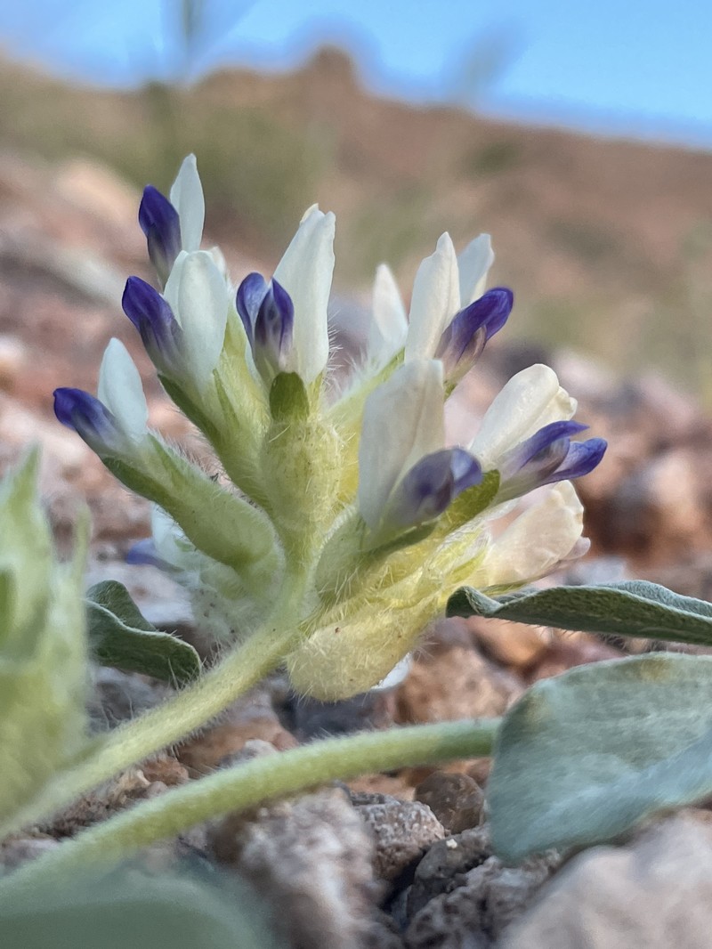 Pediomelum megalanthum var. retrorsum