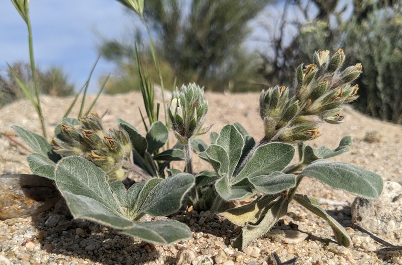 Pediomelum megalanthum var. retrorsum photo 2