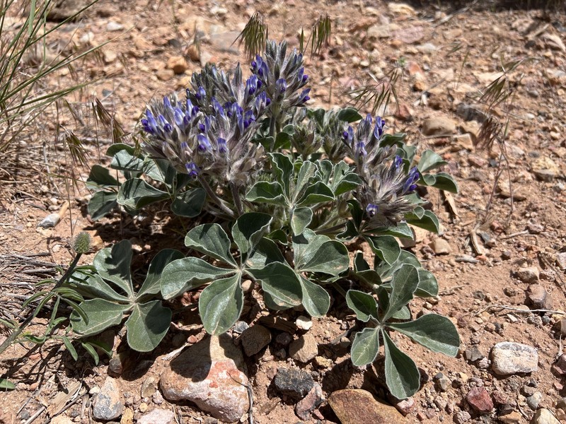 Pediomelum megalanthum var. retrorsum photo 3