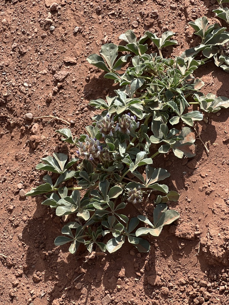 Pediomelum megalanthum var. retrorsum photo 4