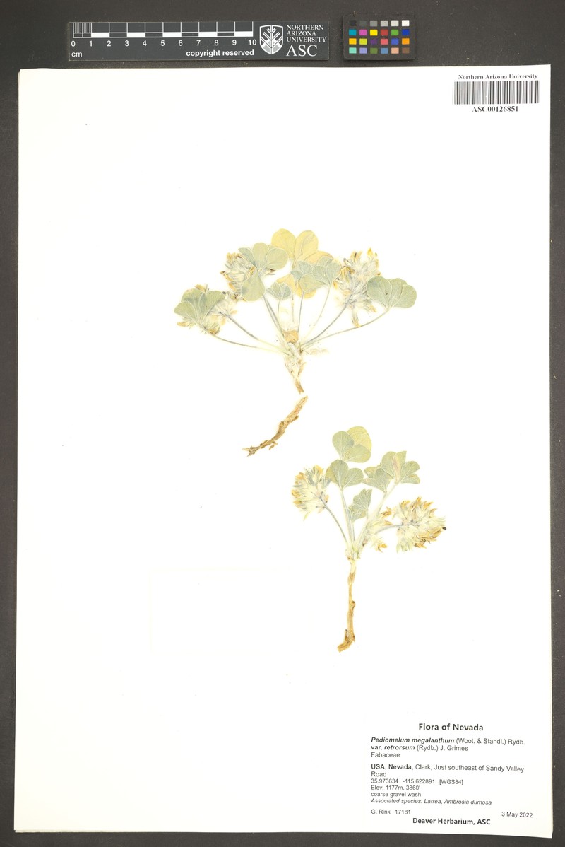 Pediomelum megalanthum var. retrorsum photo 5
