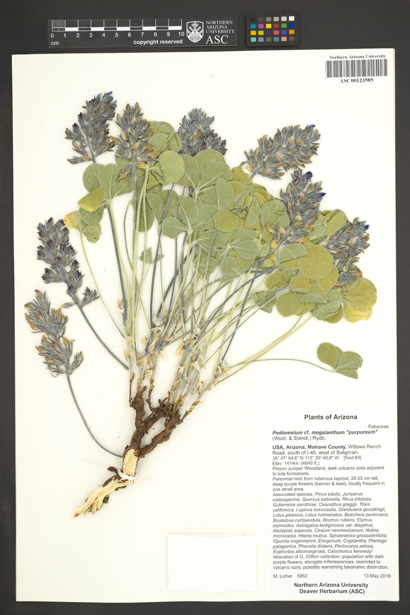Pediomelum megalanthum var. retrorsum photo 6