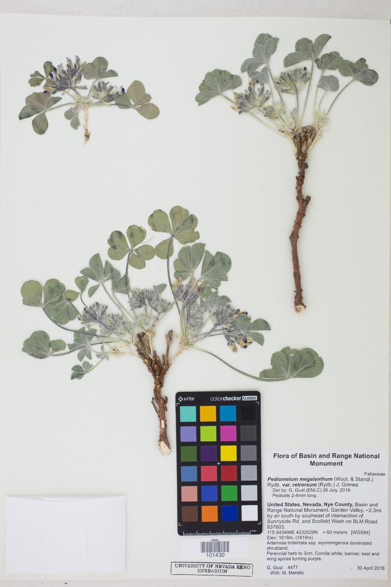 Pediomelum megalanthum var. retrorsum photo 7