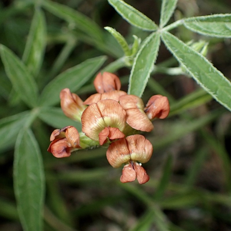 Palmer's Breadroot