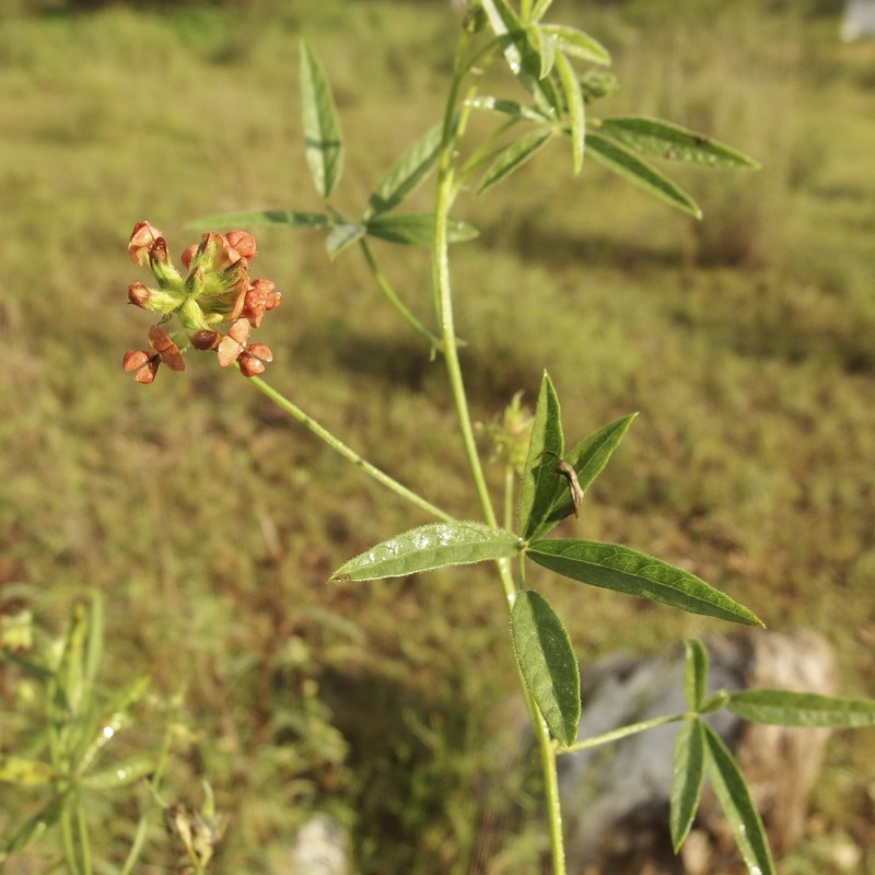 Palmer's Breadroot photo 3