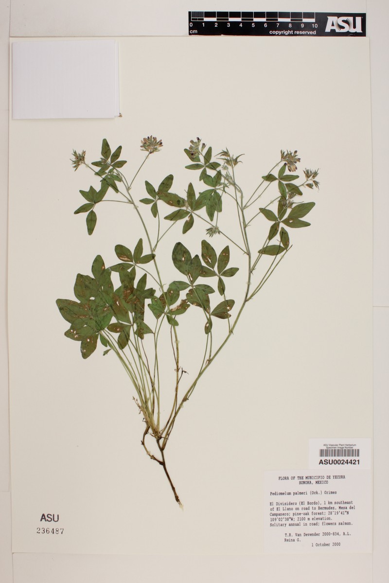 Palmer's Breadroot photo 5