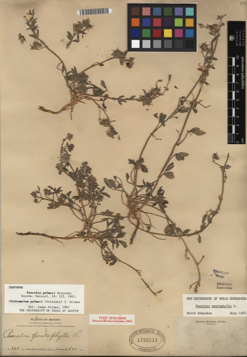 Palmer's Breadroot photo 6