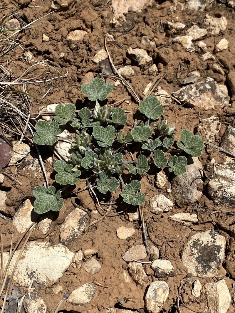 Paria River Indian Breadroot