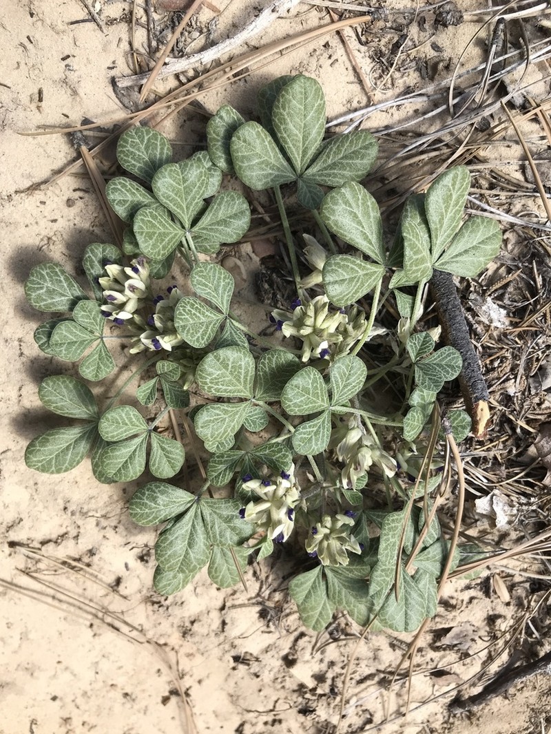 Paria River Indian Breadroot photo 2