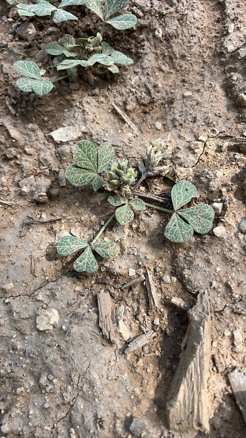 Paria River Indian Breadroot photo 3