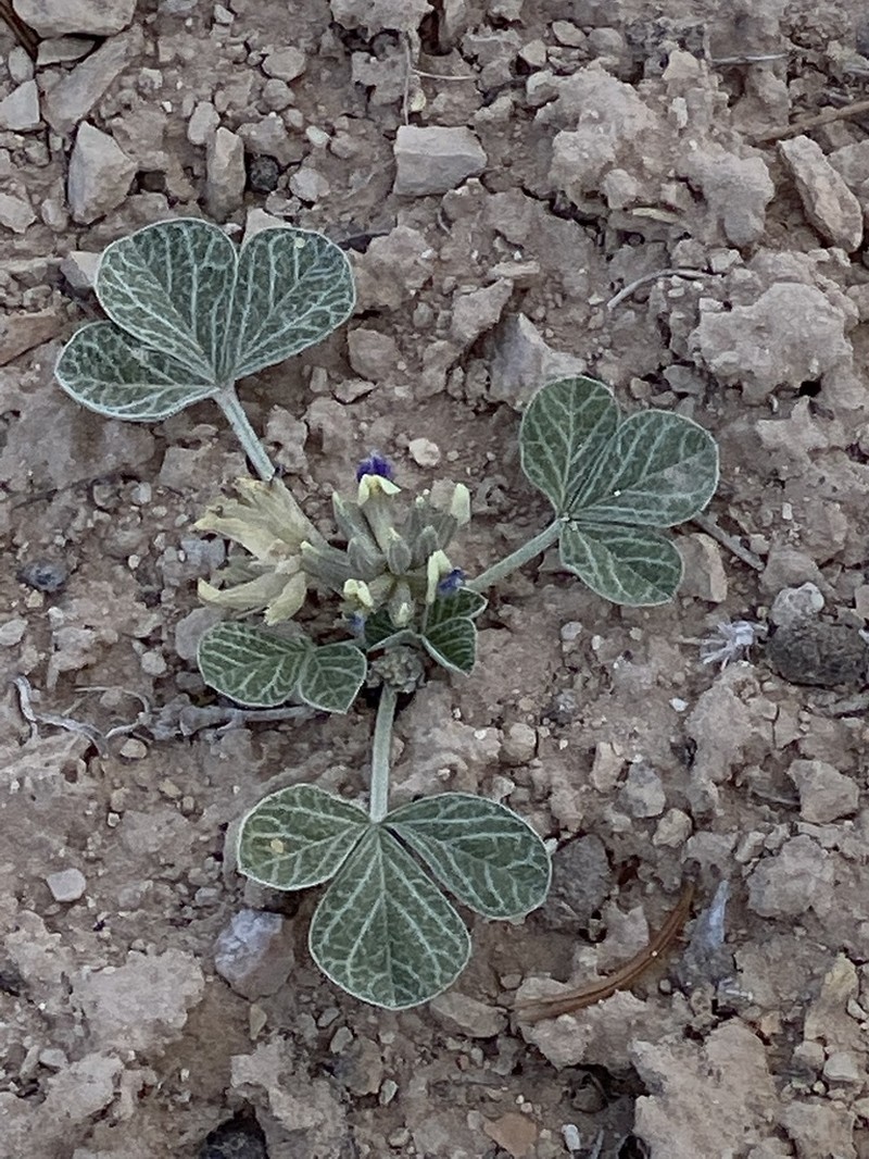 Paria River Indian Breadroot photo 4