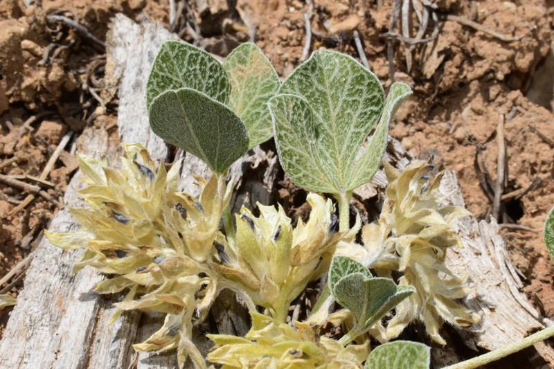 Paria River Indian Breadroot photo 5