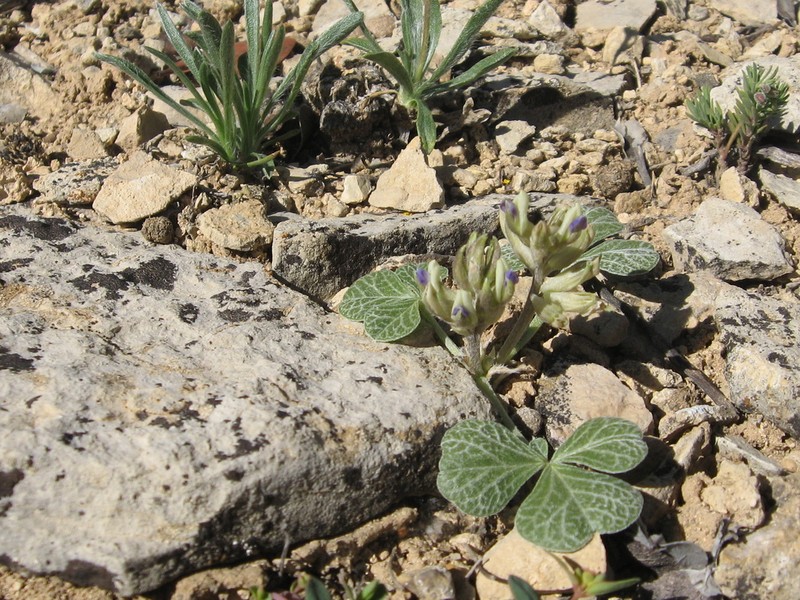 Paria River Indian Breadroot photo 6