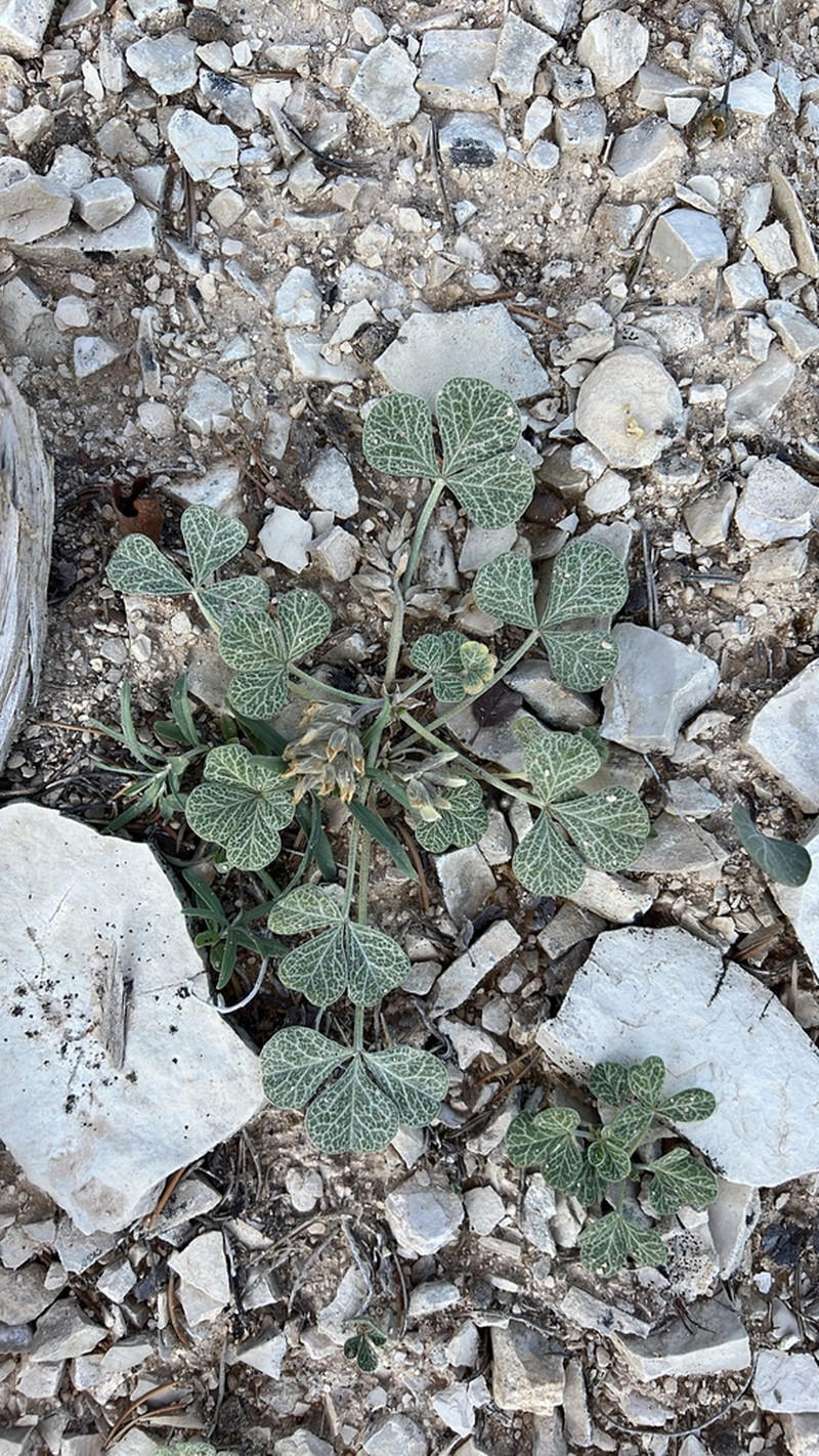 Paria River Indian Breadroot photo 7
