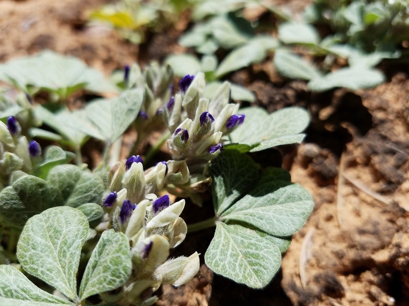 Paria River Indian Breadroot photo 8
