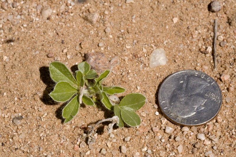 Small Indian Breadroot photo 2