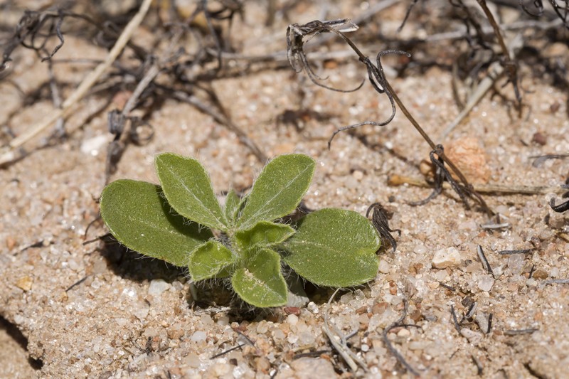 Small Indian Breadroot photo 3