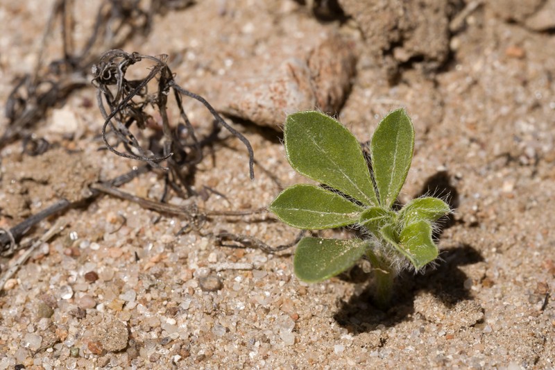 Small Indian Breadroot photo 4