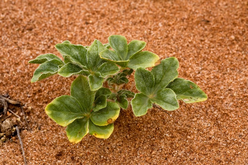 Small Indian Breadroot photo 5