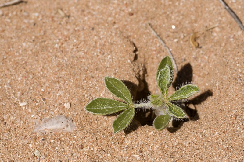 Small Indian Breadroot photo 6