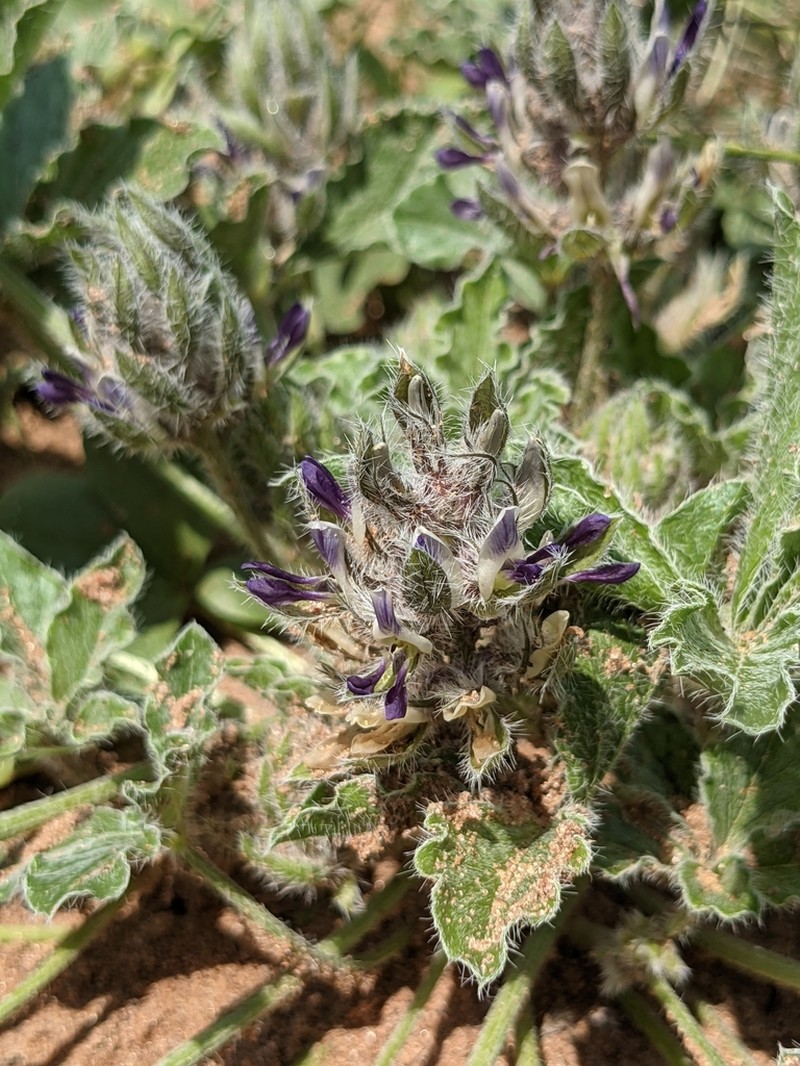 Small Indian Breadroot
