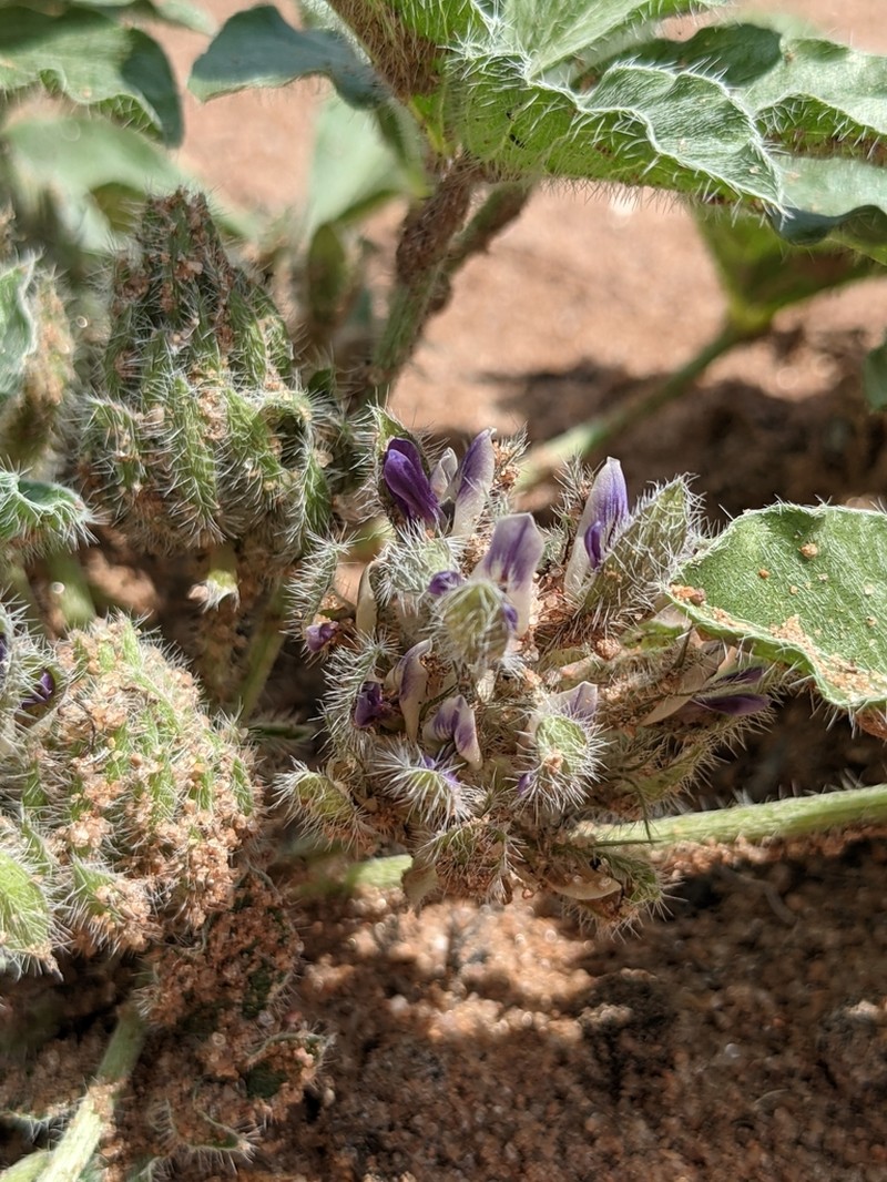 Small Indian Breadroot photo 2